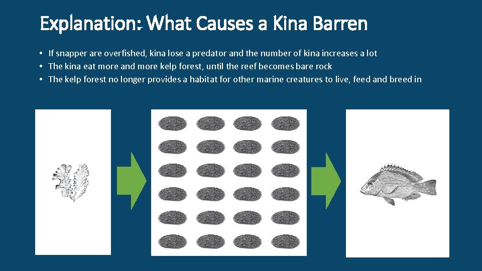 Explanation: What Causes a Kina Barren • If snapper are overfished, kina lose a