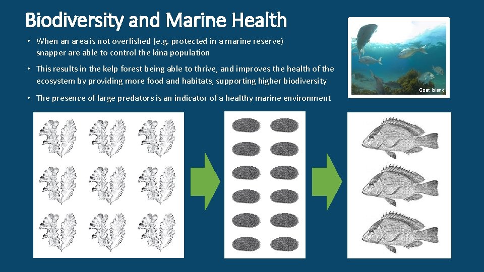 Biodiversity and Marine Health • When an area is not overfished (e. g. protected