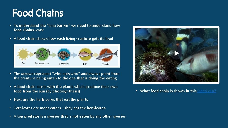 Food Chains • To understand the “kina barren” we need to understand how food