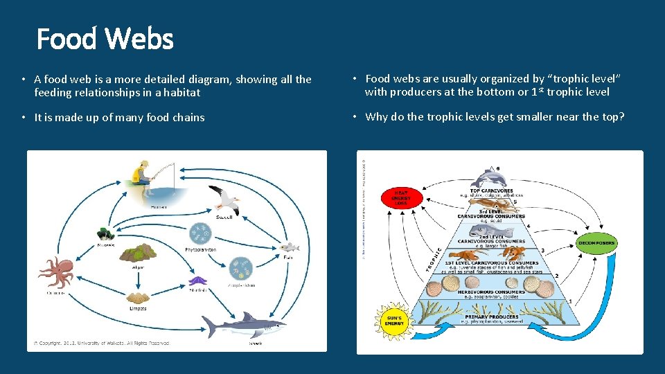 Food Webs • A food web is a more detailed diagram, showing all the