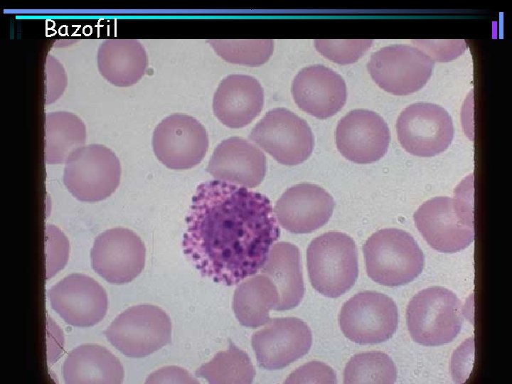Bazofil 