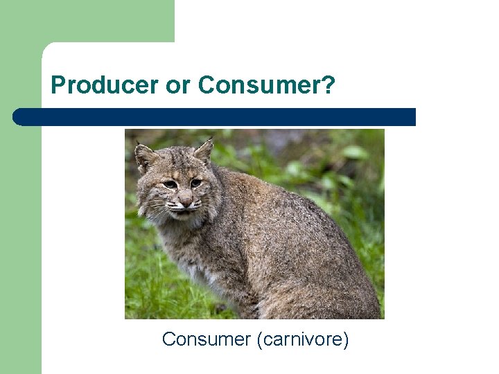 Producer or Consumer? Consumer (carnivore) 