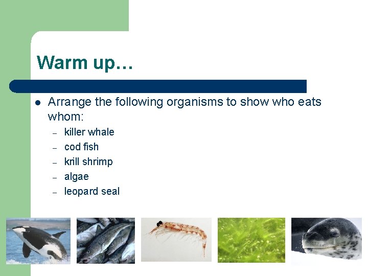Warm up… l Arrange the following organisms to show who eats whom: – –
