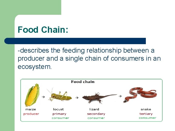Food Chain: -describes the feeding relationship between a producer and a single chain of