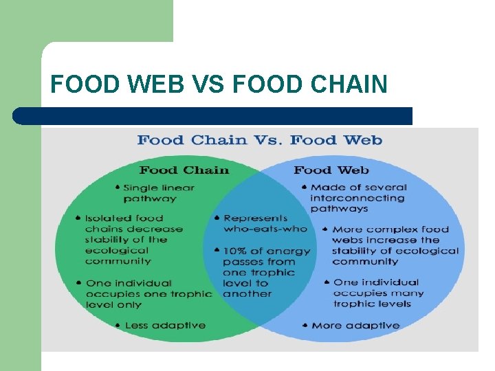 FOOD WEB VS FOOD CHAIN 