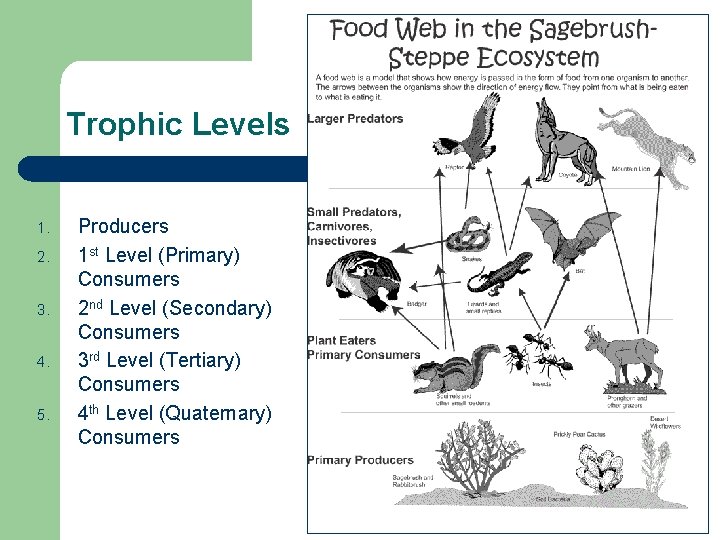 Trophic Levels 1. 2. 3. 4. 5. Producers 1 st Level (Primary) Consumers 2