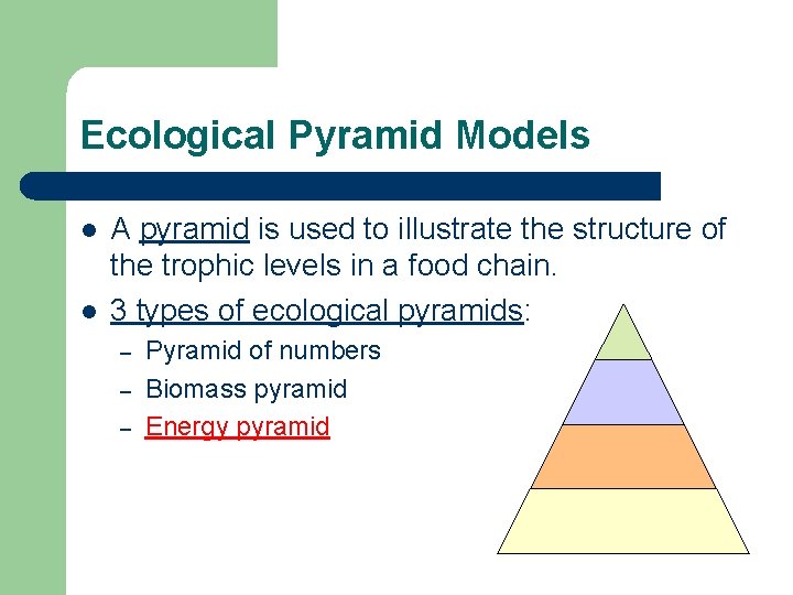 Ecological Pyramid Models l l A pyramid is used to illustrate the structure of