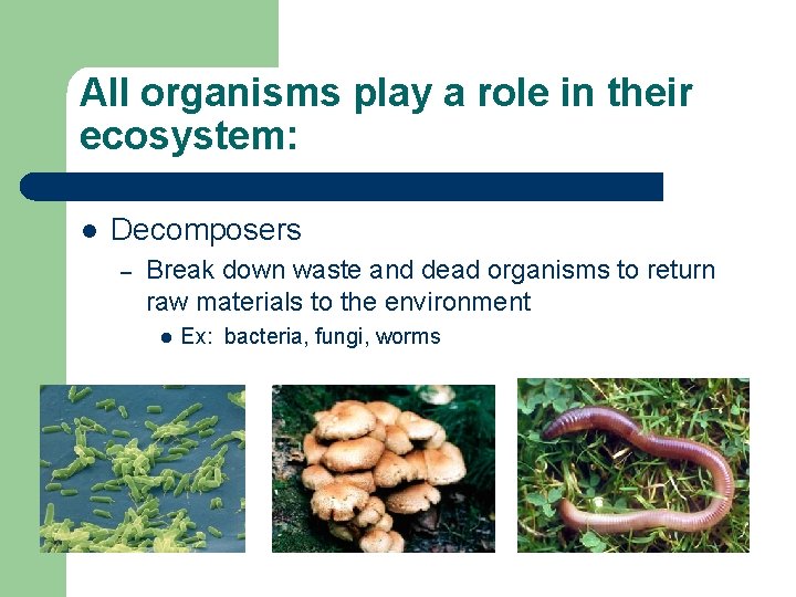 All organisms play a role in their ecosystem: l Decomposers – Break down waste