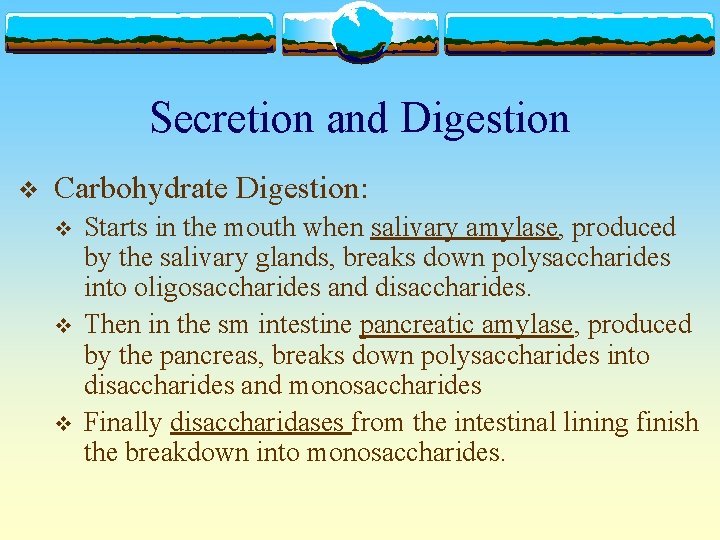 Secretion and Digestion v Carbohydrate Digestion: v v v Starts in the mouth when