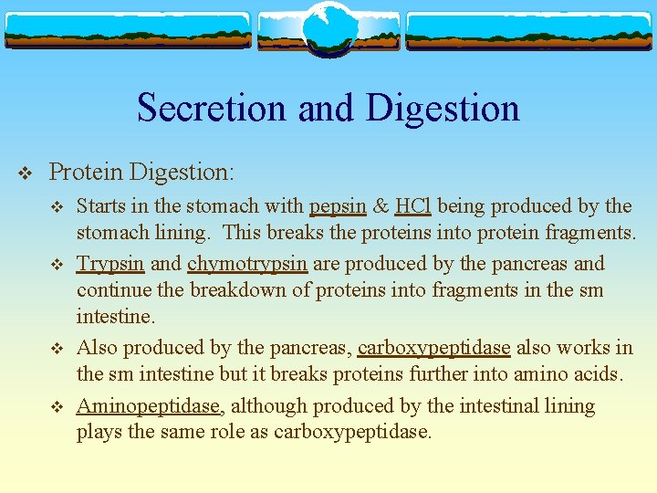 Secretion and Digestion v Protein Digestion: v v Starts in the stomach with pepsin