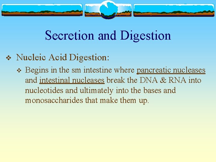 Secretion and Digestion v Nucleic Acid Digestion: v Begins in the sm intestine where