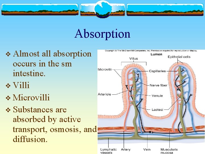 Absorption v Almost all absorption occurs in the sm intestine. v Villi v Microvilli