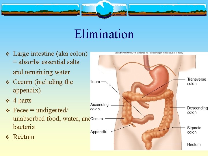 Elimination v v v Large intestine (aka colon) = absorbs essential salts and remaining