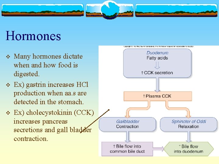 Hormones v v v Many hormones dictate when and how food is digested. Ex)