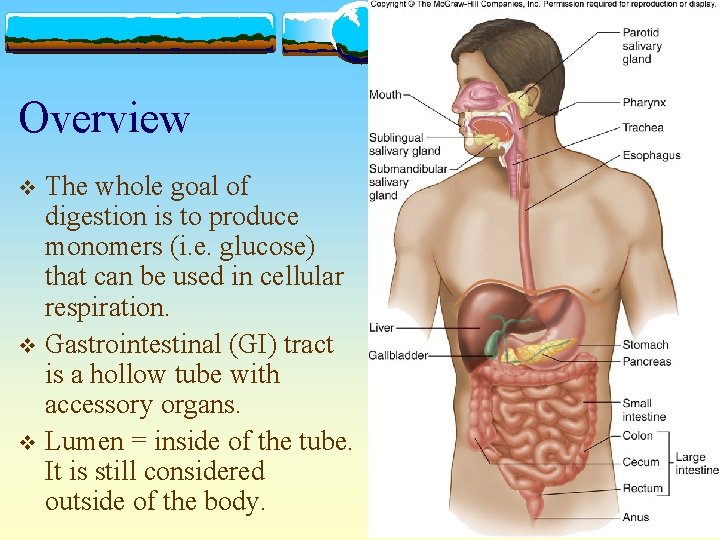 Overview The whole goal of digestion is to produce monomers (i. e. glucose) that
