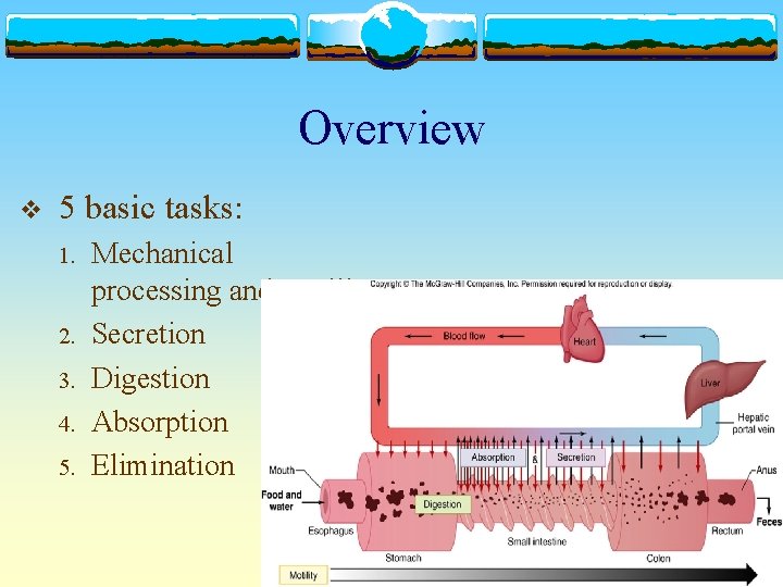 Overview v 5 basic tasks: 1. 2. 3. 4. 5. Mechanical processing and motility