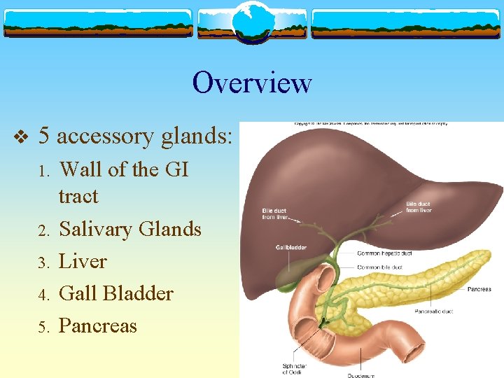 Overview v 5 accessory glands: 1. 2. 3. 4. 5. Wall of the GI