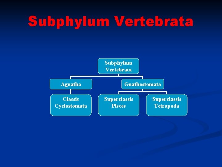 Subphylum Vertebrata Agnatha Classis Cyclostomata Gnathostomata Superclassis Pisces Superclassis Tetrapoda 