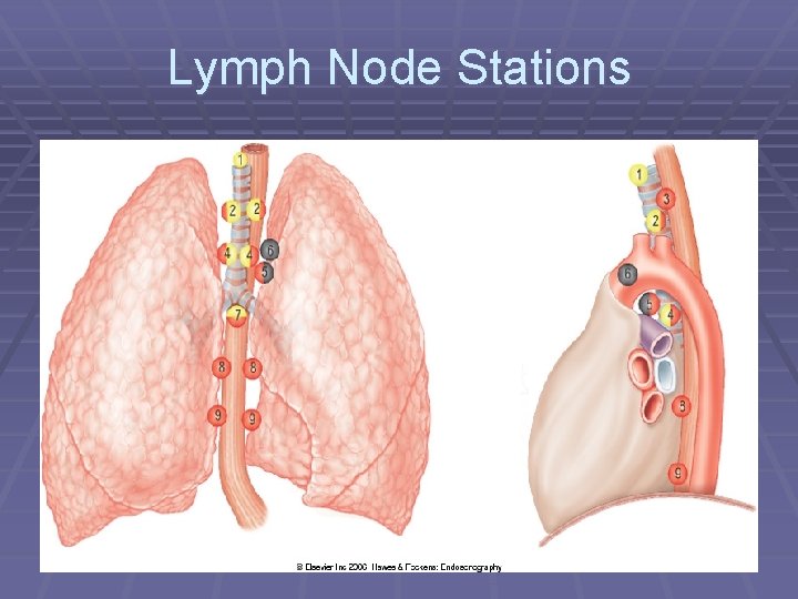 Lymph Node Stations 