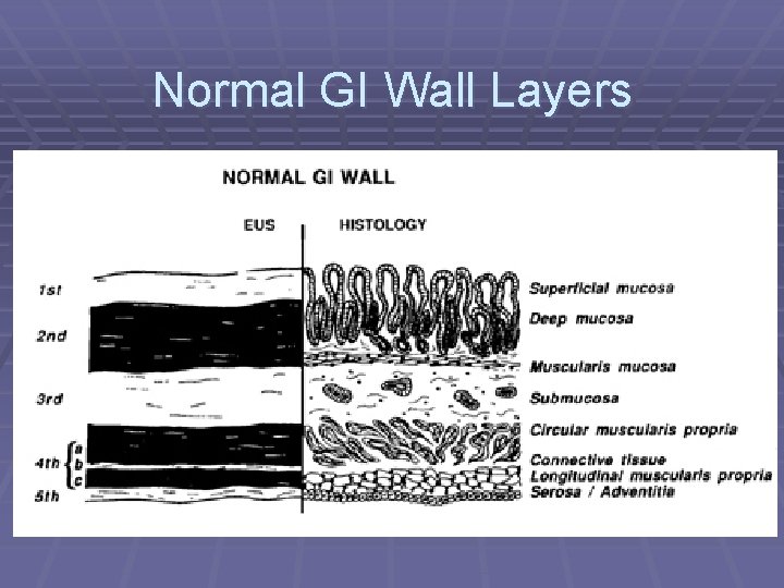 Normal GI Wall Layers 