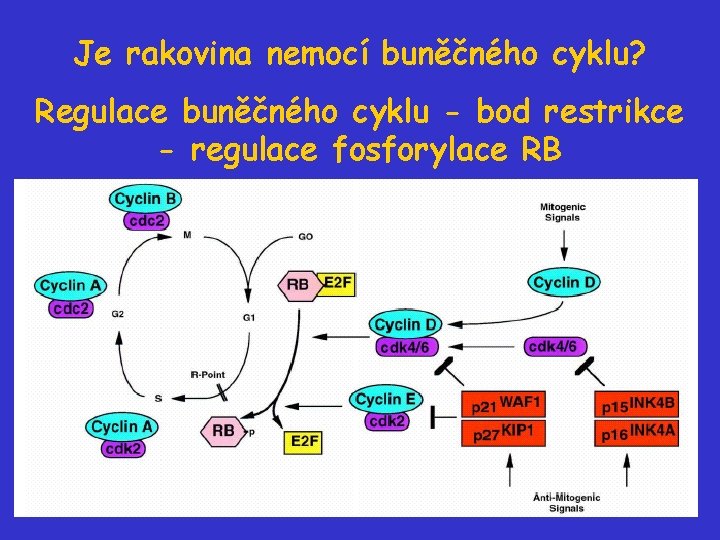 Je rakovina nemocí buněčného cyklu? Regulace buněčného cyklu - bod restrikce - regulace fosforylace