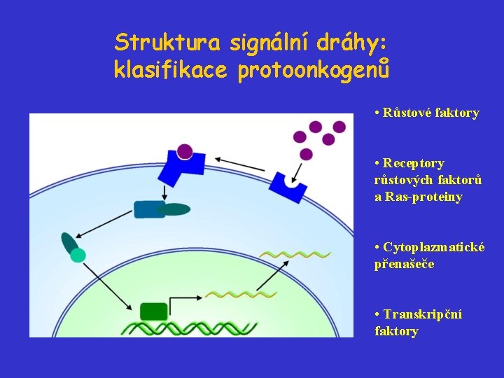 Struktura signální dráhy: klasifikace protoonkogenů • Růstové faktory • Receptory růstových faktorů a Ras-proteiny