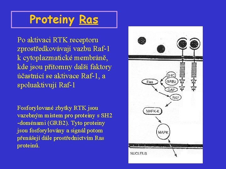 Proteiny Ras Po aktivaci RTK receptoru zprostředkovávají vazbu Raf-1 k cytoplazmatické membráně, kde jsou