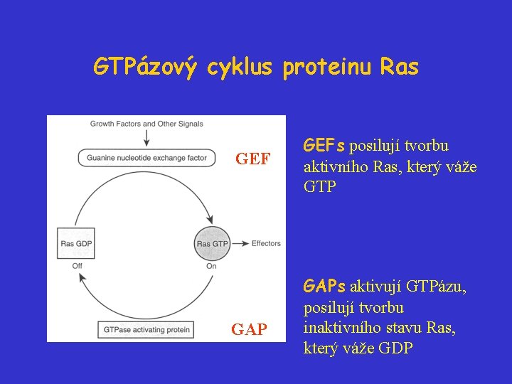 GTPázový cyklus proteinu Ras GEF GAP GEFs posilují tvorbu aktivního Ras, který váže GTP