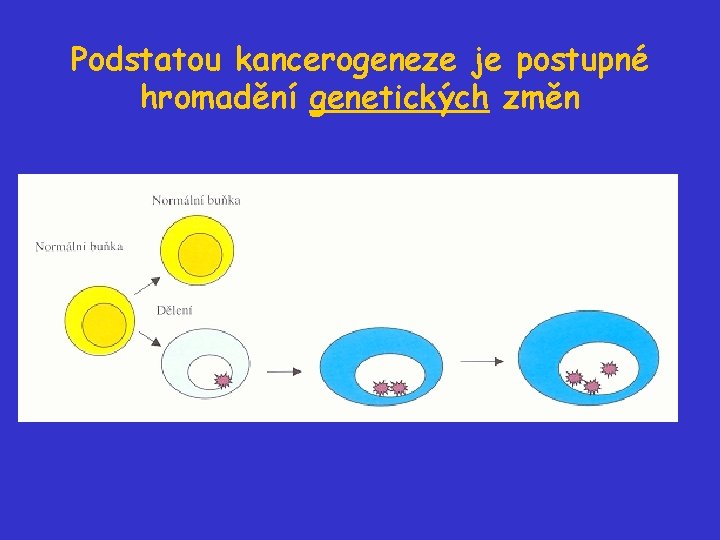 Podstatou kancerogeneze je postupné hromadění genetických změn 