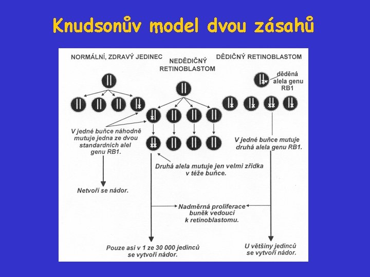 Knudsonův model dvou zásahů 