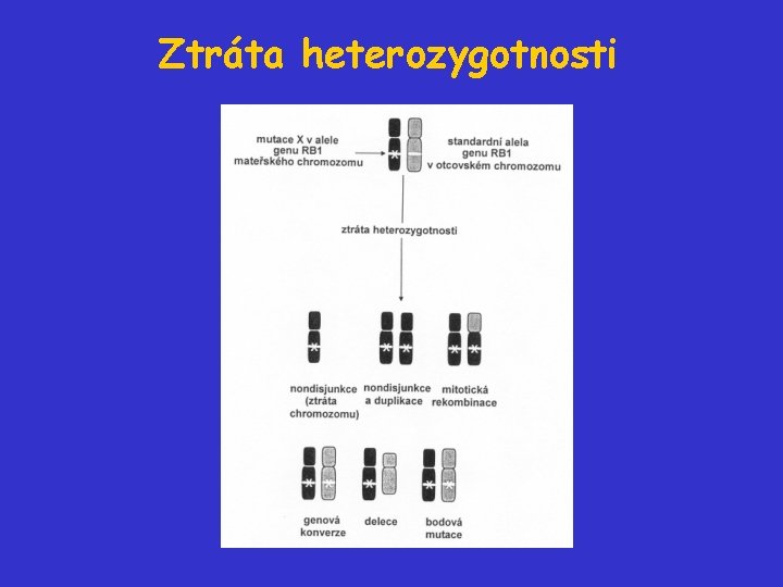 Ztráta heterozygotnosti 