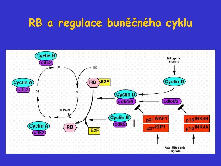 RB a regulace buněčného cyklu 