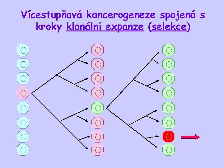 Vícestupňová kancerogeneze spojená s kroky klonální expanze (selekce) 