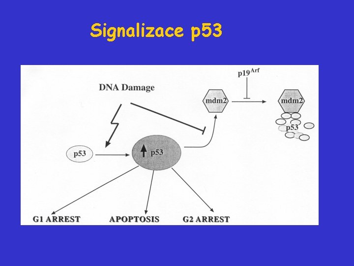 Signalizace p 53 