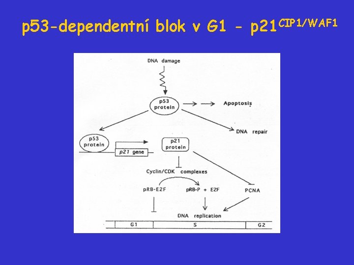 p 53 -dependentní blok v G 1 - p 21 CIP 1/WAF 1 