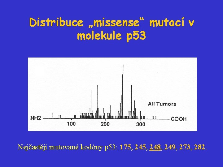 Distribuce „missense“ mutací v molekule p 53 Nejčastěji mutované kodóny p 53: 175, 248,