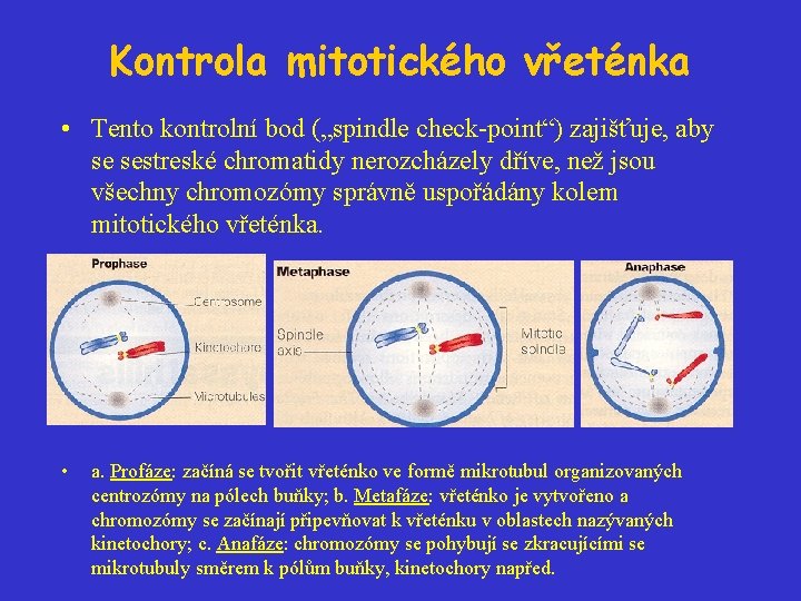 Kontrola mitotického vřeténka • Tento kontrolní bod („spindle check-point“) zajišťuje, aby se sestreské chromatidy