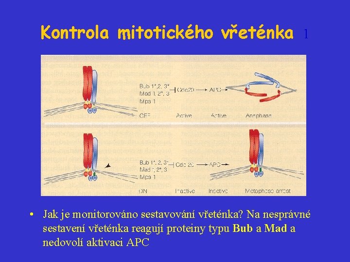 Kontrola mitotického vřeténka 1 • Jak je monitorováno sestavování vřeténka? Na nesprávné sestavení vřeténka