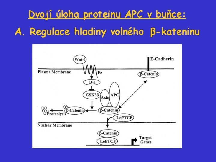 Dvojí úloha proteinu APC v buňce: A. Regulace hladiny volného -kateninu 