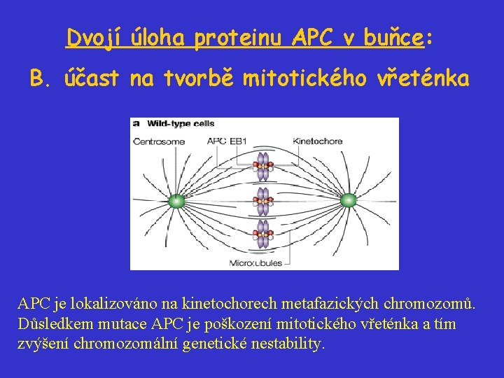 Dvojí úloha proteinu APC v buňce: B. účast na tvorbě mitotického vřeténka APC je