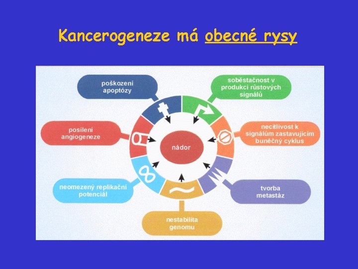 Kancerogeneze má obecné rysy 