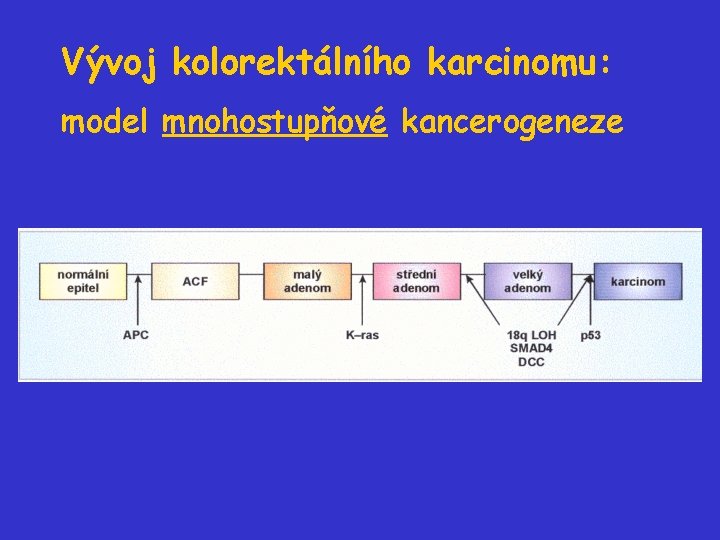 Vývoj kolorektálního karcinomu: model mnohostupňové kancerogeneze 