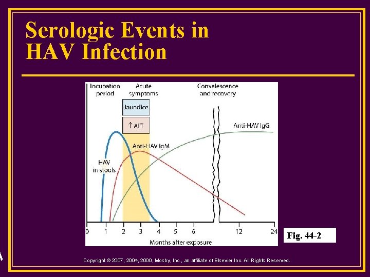 Serologic Events in HAV Infection Fig. 44 -2 Copyright © 2007, 2004, 2000, Mosby,