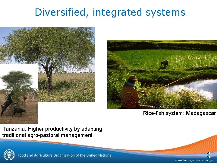 Diversified, integrated systems Rice-fish system: Madagascar Tanzania: Higher productivity by adapting traditional agro-pastoral management