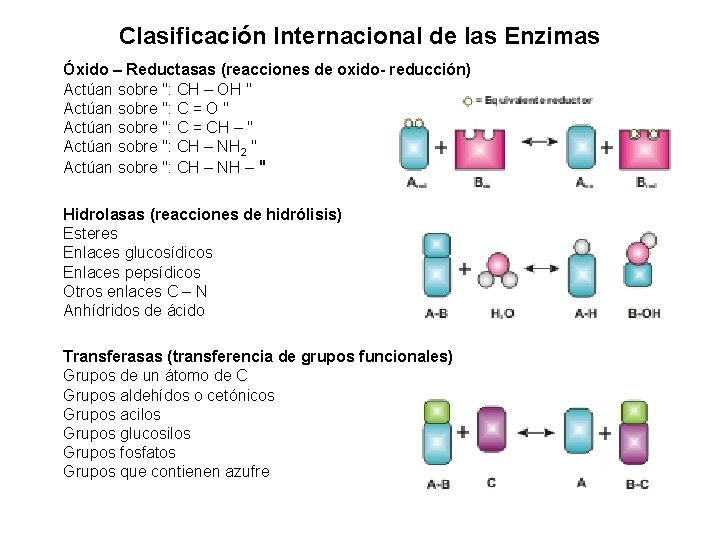 Clasificación Internacional de las Enzimas Óxido – Reductasas (reacciones de oxido- reducción) Actúan sobre