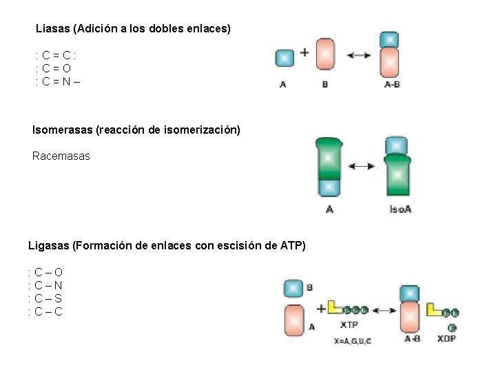 Liasas (Adición a los dobles enlaces) : C=C: : C=O : C=N– Isomerasas (reacción