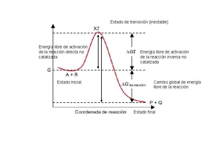 Estado de transición (inestable) Energía libre de activación de la reacción directa no catalizada