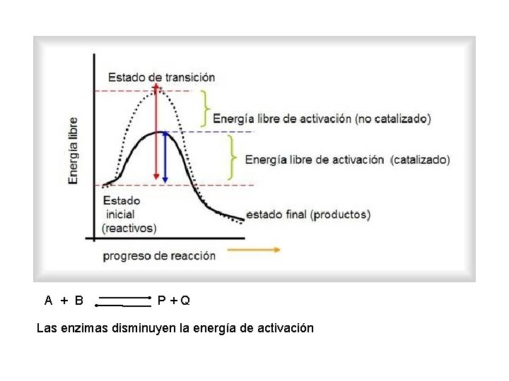 A + B P+Q Las enzimas disminuyen la energía de activación 