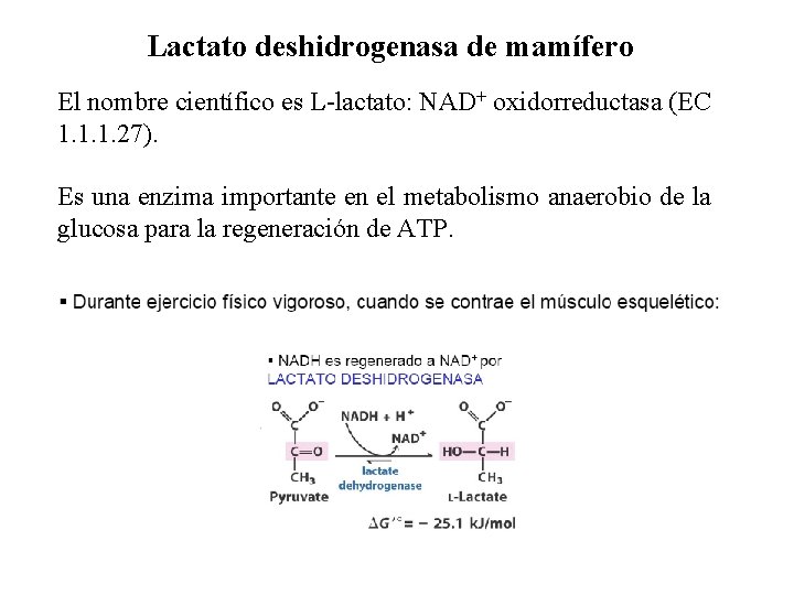 Lactato deshidrogenasa de mamífero El nombre científico es L-lactato: NAD+ oxidorreductasa (EC 1. 1.