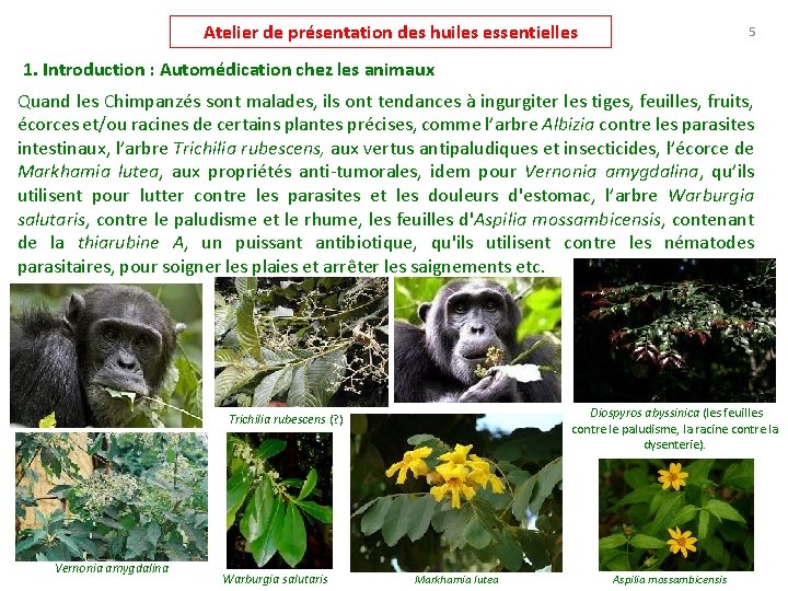 Atelier de présentation des huiles essentielles 5 1. Introduction : Automédication chez les animaux